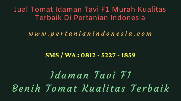 Jual Tomat Idaman Tavi F1 Murah Kualitas Terbaik Di Pertanian Indonesia